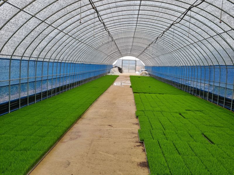 목하농장님의 장터 판매 상품 [신동진 쌀 10kg] 첨부 사진