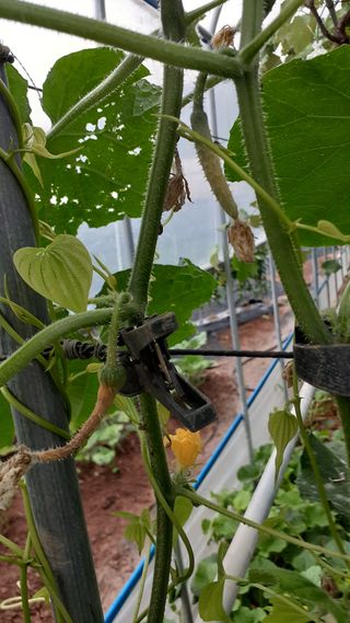 초보텃밭님의 👩🏻‍🌾7월 농작업 계획 · 참여글 작성글 사진