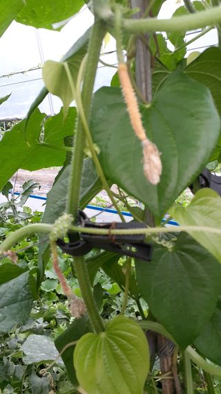 초보텃밭님의 👩🏻‍🌾7월 농작업 계획 · 참여글 작성글 사진