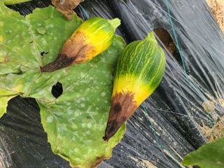 AlexLee님의 농사, 무엇이든 물어보세요! · 참여글 작성글 사진