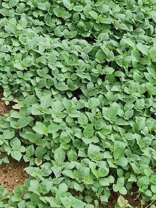 선우농장님의 들깨 · 영농일지 작성글 사진