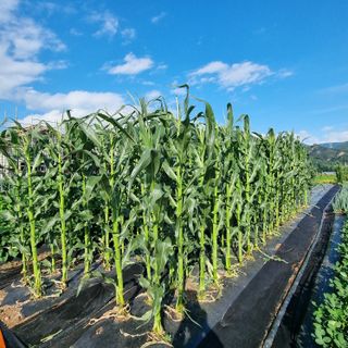 이종권님의 자유주제 · 자유게시판 작성글 사진