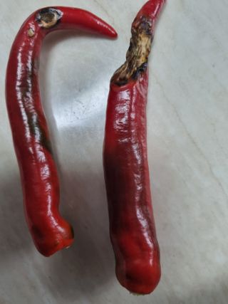 배선갑님의 고추 · 병해충상담 작성글 사진