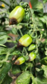 팜모닝 토마토·병해충상담 게시글 이미지