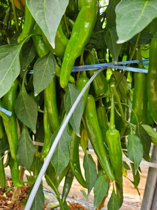 유병규님의 👩🏻‍🌾7월 농작업 계획 · 참여글 작성글 사진