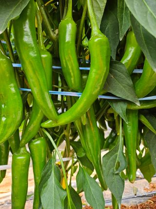 유병규님의 👩🏻‍🌾7월 농작업 계획 · 참여글 작성글 사진