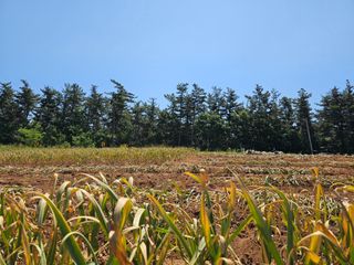 전명선님의 마늘 · 영농일지 작성글 사진