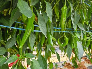 유병규님의 👩🏻‍🌾7월 농작업 계획 · 참여글 작성글 사진