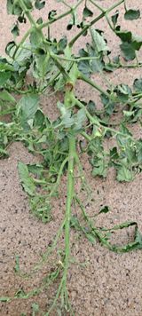 팜모닝 토마토·병해충상담 게시글 이미지