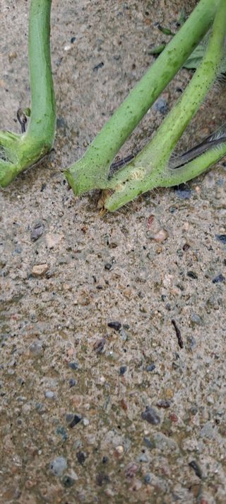 최태숙님의 토마토 · 병해충상담 작성글 사진