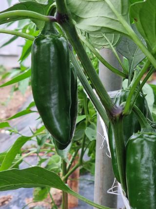 영애님의 자유주제 · 자유게시판 작성글 사진