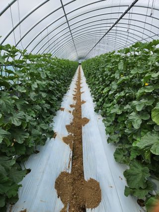 김저팔계님의 기타작물 · 영농일지 작성글 사진