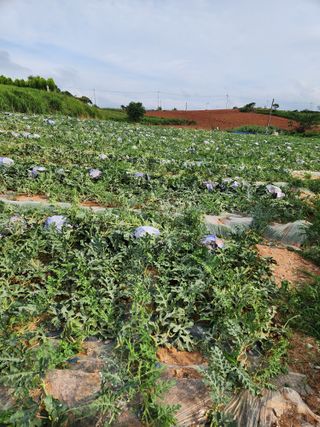 김저팔계님의 기타작물 · 영농일지 작성글 사진