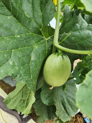 김저팔계님의 기타작물 · 영농일지 작성글 사진