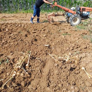 삼성농산님의 자유주제 · 자유게시판 작성글 사진