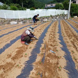 삼성농산님의 자유주제 · 자유게시판 작성글 사진