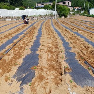 삼성농산님의 자유주제 · 자유게시판 작성글 사진