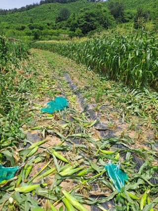 장세만 님의 자유주제 · 자유게시판 작성글 사진