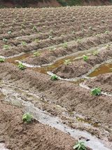 팜모닝 자유주제·자유게시판 게시글 이미지