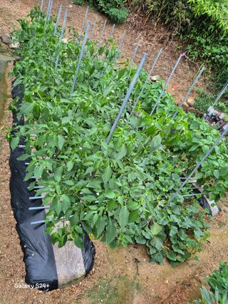 짱순이연속8월출석왕님의 👩🏻‍🌾7월 농작업 계획 · 참여글 작성글 사진