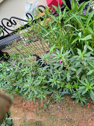 짱순이연속8월출석왕님의 👩🏻‍🌾7월 농작업 계획 · 참여글 작성글 사진