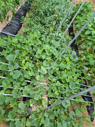 짱순이연속8월출석왕님의 👩🏻‍🌾7월 농작업 계획 · 참여글 작성글 사진