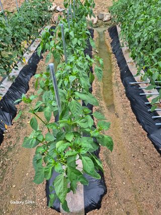 짱순이연속8월출석왕님의 👩🏻‍🌾7월 농작업 계획 · 참여글 작성글 사진