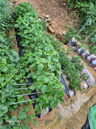 짱순이연속8월출석왕님의 👩🏻‍🌾7월 농작업 계획 · 참여글 작성글 사진