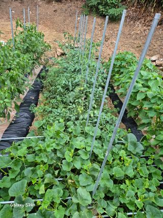 짱순이연속8월출석왕님의 👩🏻‍🌾7월 농작업 계획 · 참여글 작성글 사진