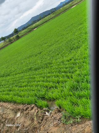 짱순이연속8월출석왕님의 👩🏻‍🌾7월 농작업 계획 · 참여글 작성글 사진