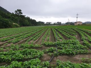 바다진주님의 콩 · 영농일지 작성글 사진