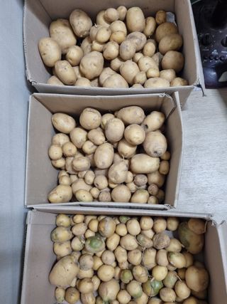 포항종미님의 감자 · 영농일지 작성글 사진