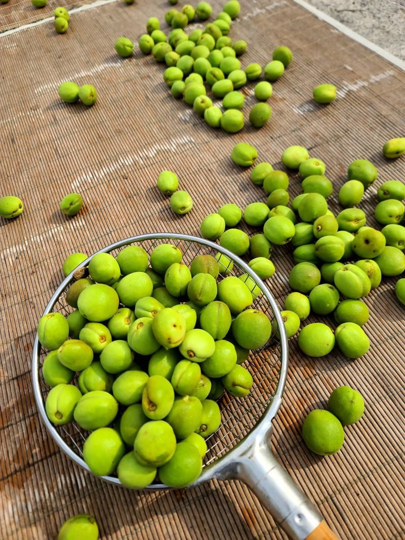 장터 상품 [제주 산개복숭아열매 10k] 썸네일