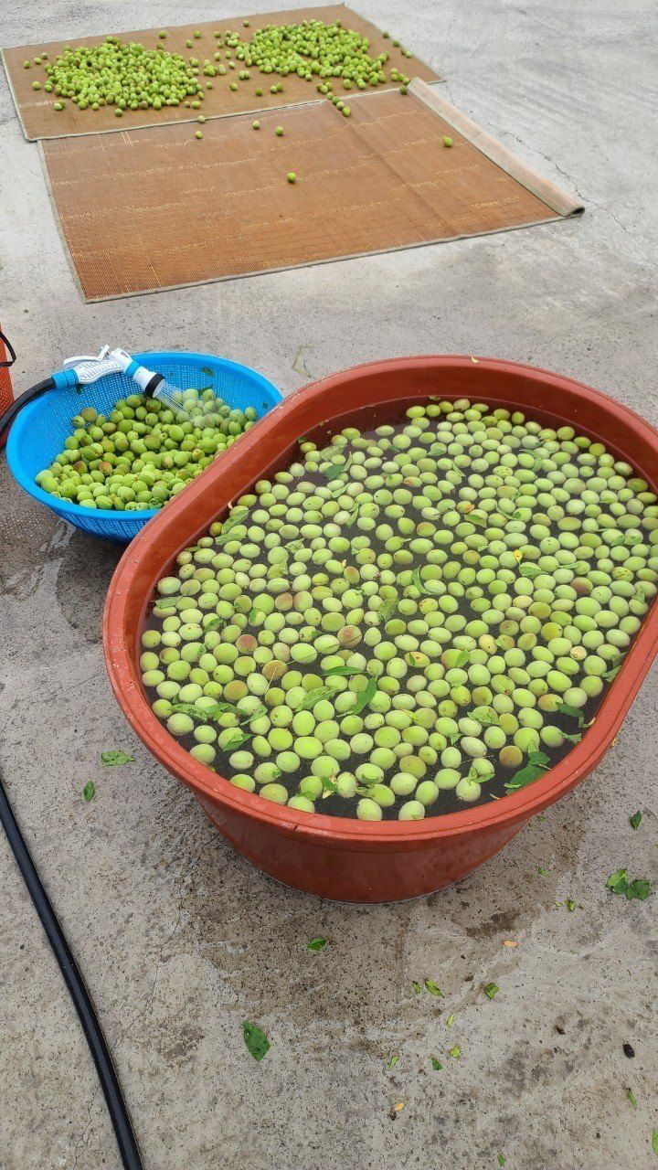 강원철 님의 장터 판매 상품 [제주 산개복숭아열매 10k] 첨부 사진