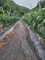 팜모닝 고추·영농일지 게시글 이미지