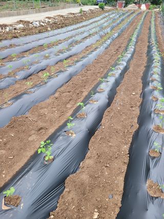 최철순님의 고추 · 영농일지 작성글 사진