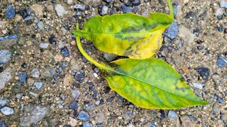 선영~~님의 자유주제 · 자유게시판 작성글 사진