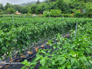 hkte님의 고추 · 일상 작성글 사진