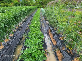 hkte님의 고추 · 일상 작성글 사진