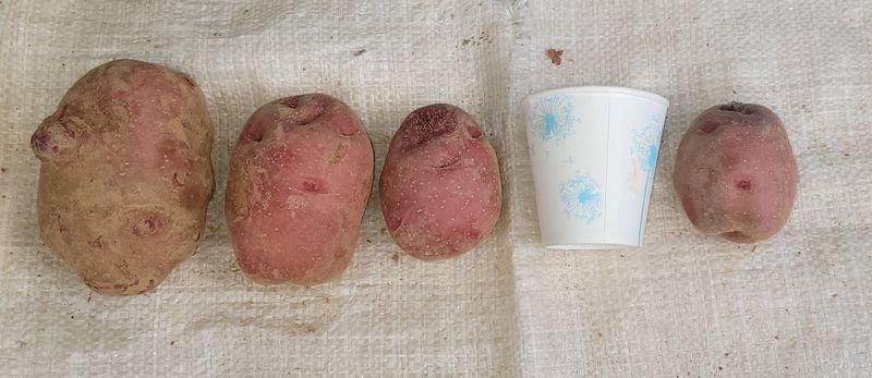 딸랑구와땡보님의 장터 판매 상품 [홍감자, 수미,금왕감자10kg] 첨부 사진