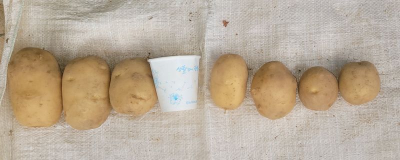 딸랑구와땡보님의 장터 판매 상품 [홍감자, 수미,금왕감자10kg] 첨부 사진