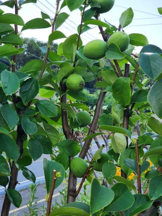 김영희님의 자유주제 · 자유게시판 작성글 사진