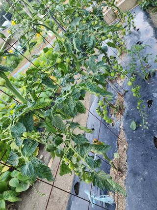 김영희님의 자유주제 · 자유게시판 작성글 사진