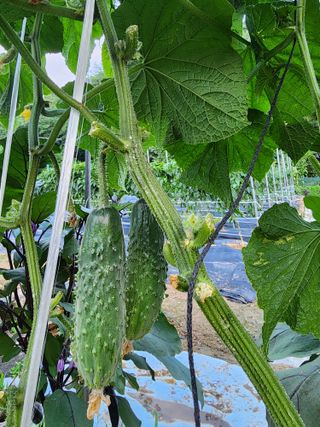 김영희님의 자유주제 · 자유게시판 작성글 사진