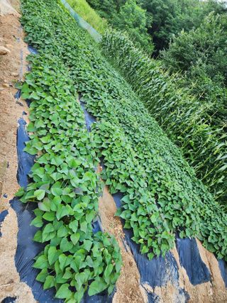 김영희님의 자유주제 · 자유게시판 작성글 사진