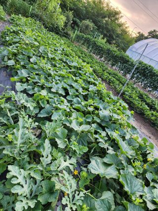 김영희님의 자유주제 · 자유게시판 작성글 사진