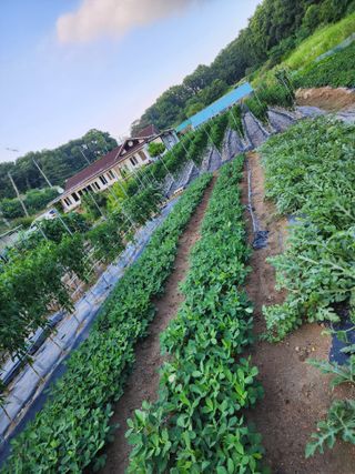 김영희님의 자유주제 · 자유게시판 작성글 사진