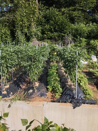최병우님의 👩🏻‍🌾7월 농작업 계획 · 참여글 작성글 사진
