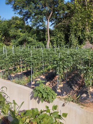 최병우님의 👩🏻‍🌾7월 농작업 계획 · 참여글 작성글 사진