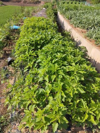 최병우님의 👩🏻‍🌾7월 농작업 계획 · 참여글 작성글 사진